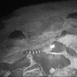 Brave Friends and River Otters